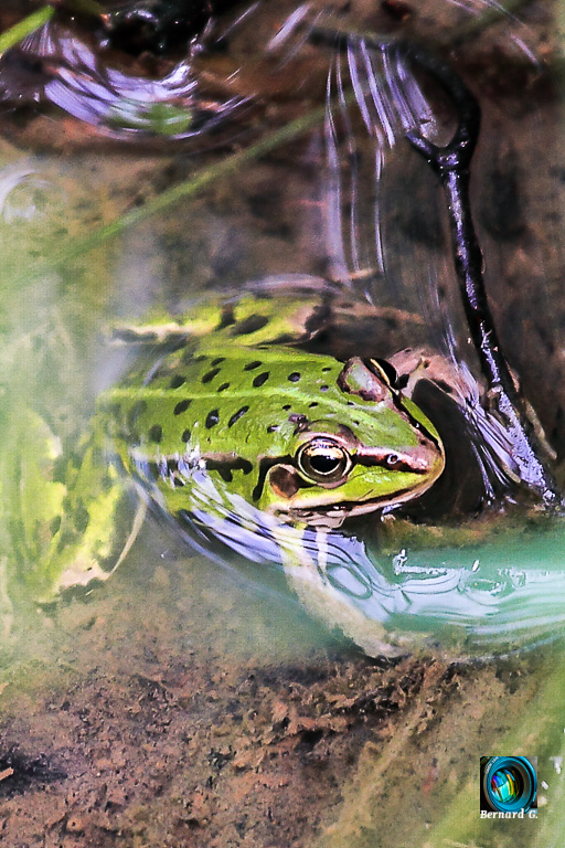 grenouille verte