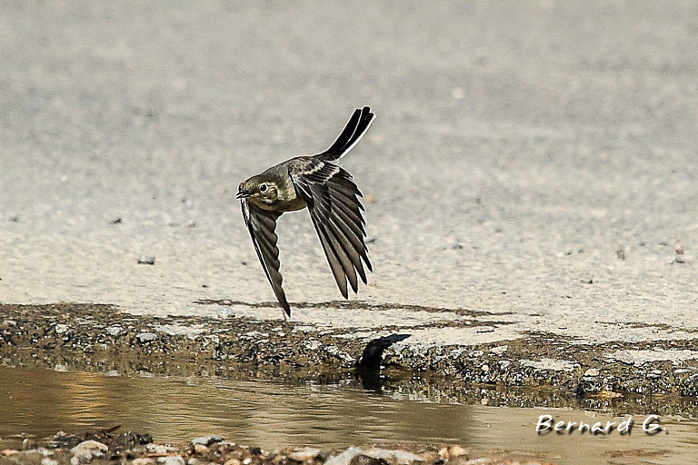 hirondelle en plein vol