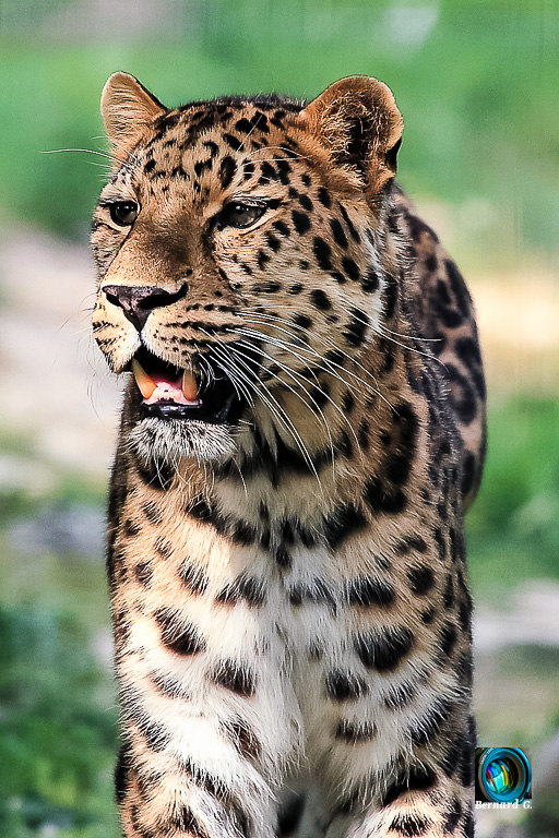 Superbe léopard