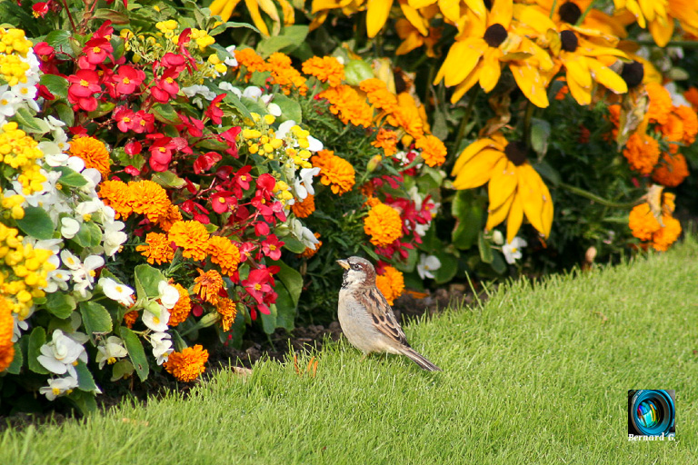 Flowers and bird