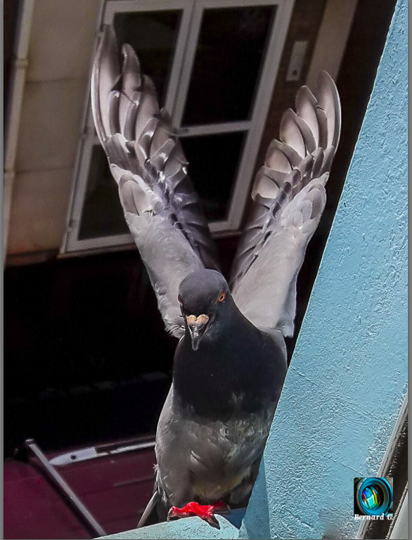 Bonjour le pigeon