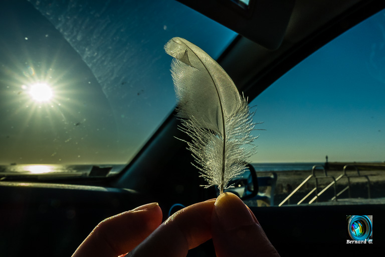 plume qui vole