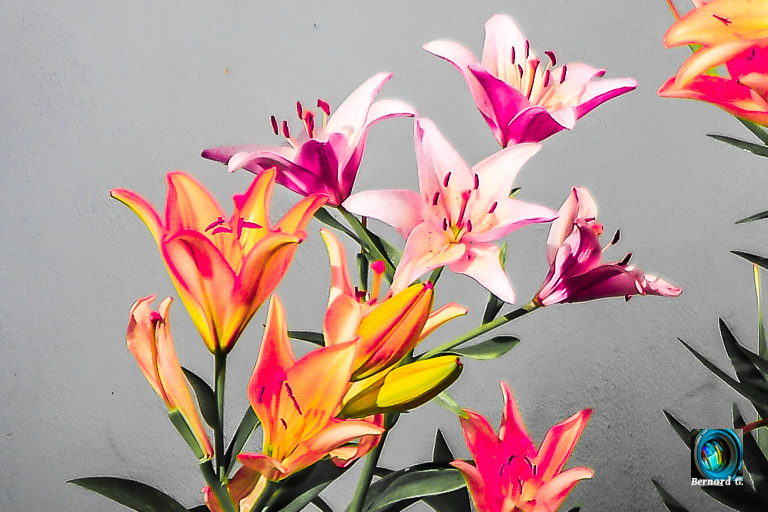 tableau floral