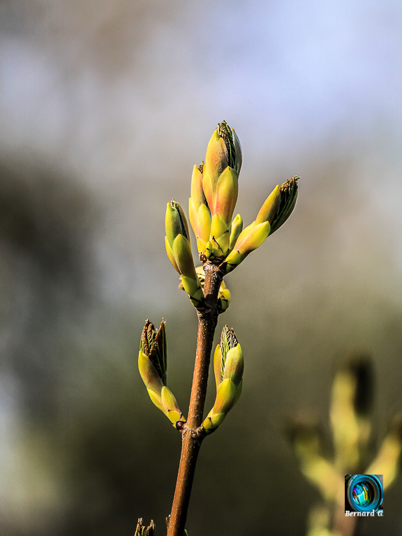 bourgeons de printemps