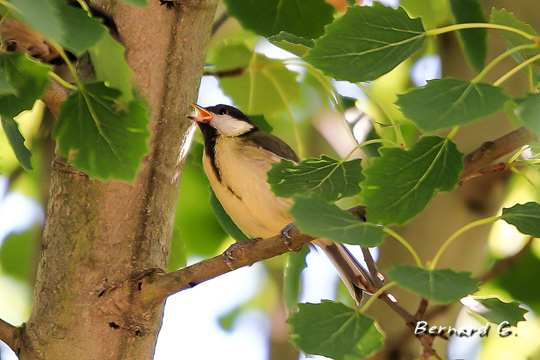 mésange charbonnière