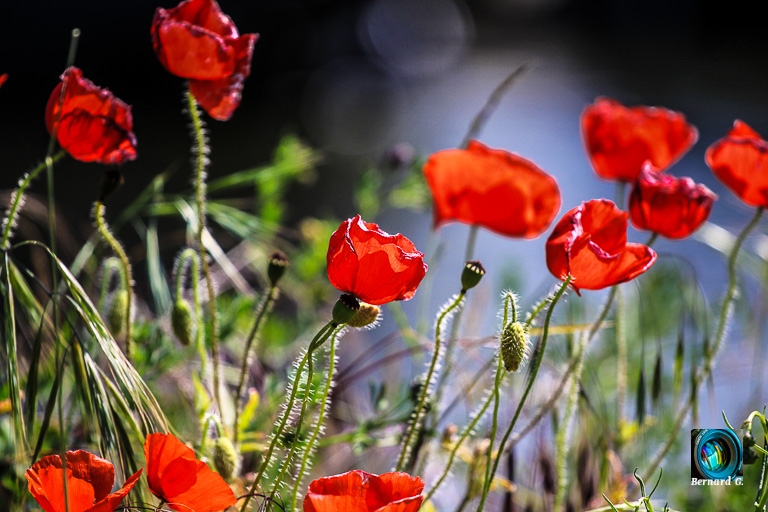 champ de coquelicots