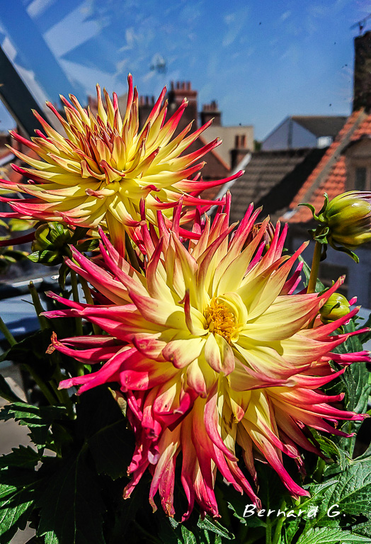 dahlia