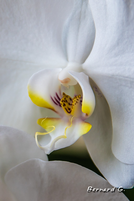 coeur d'orchidée