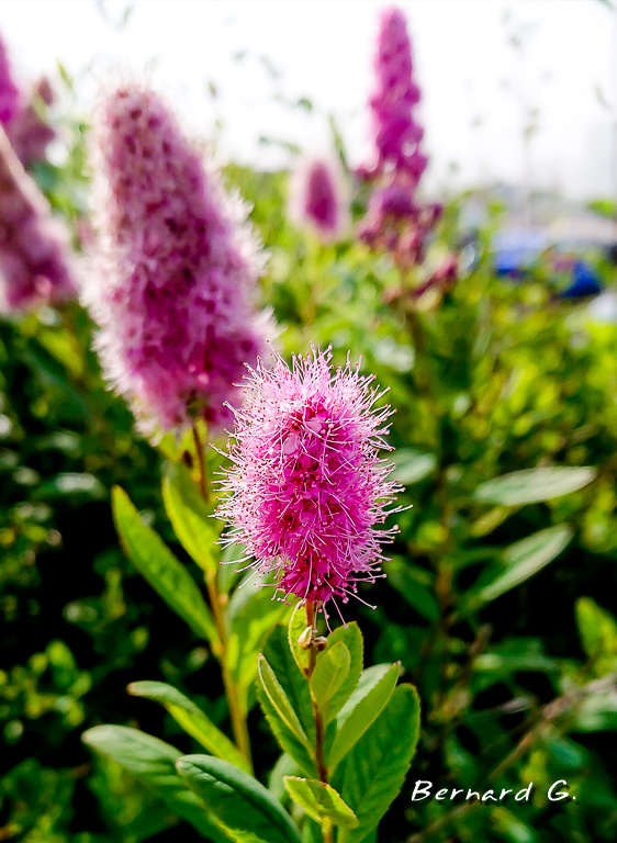 Spiraea billardii