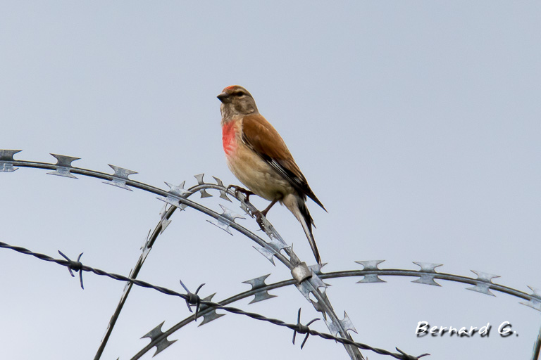 Linotte mélodieuse