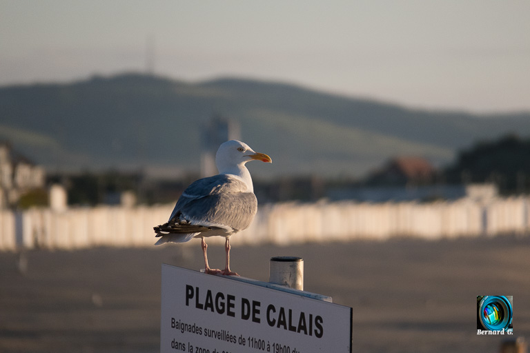 La nouvelle brigade de gardes-côtes