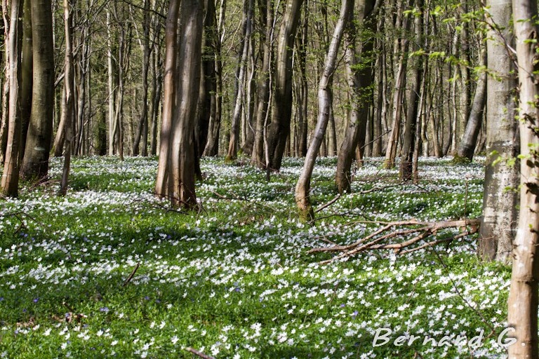 forêt printannière