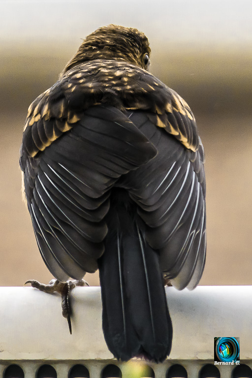 Plumage d'un étourneau