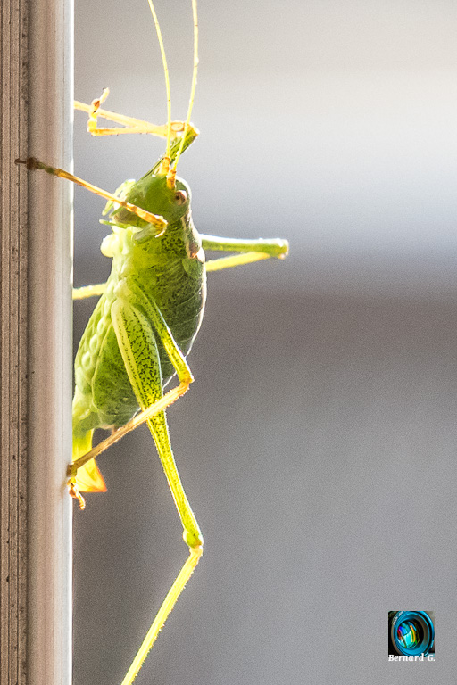 sauterelle verte