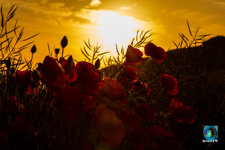 Champ de coquelicots