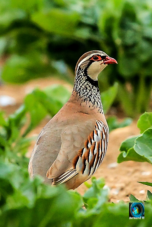 Perdrix de printemps
