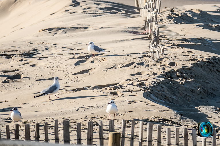 La plage de sable fin de Calais