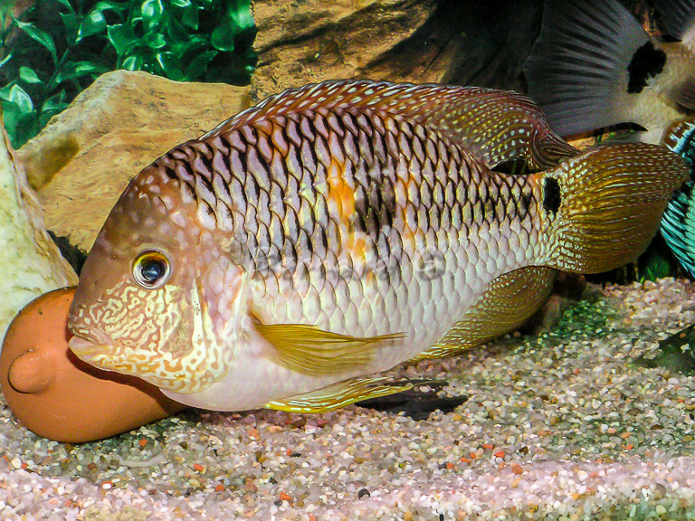 poisson d'avril