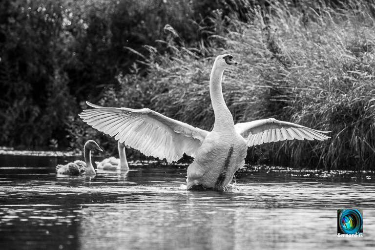 C'est un cygne
