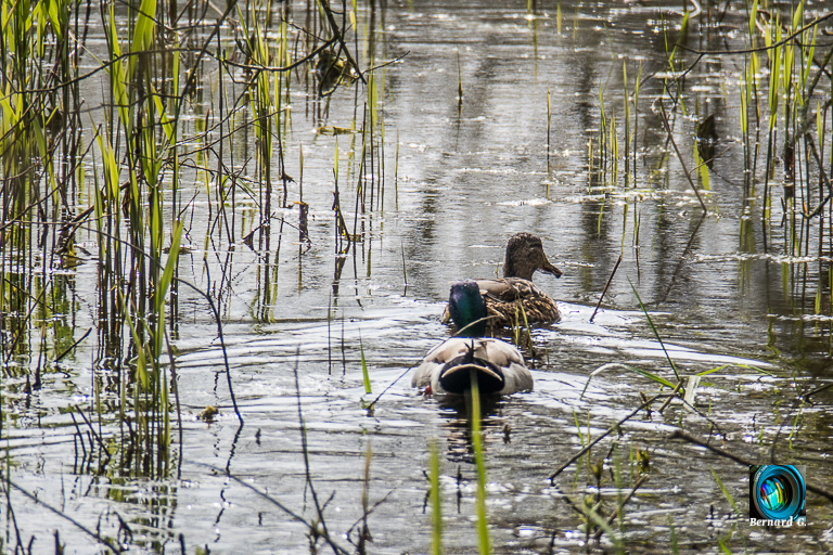 canards sur un marais