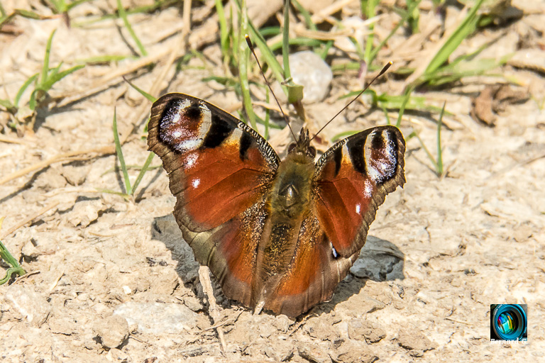 Papillon au soleil
