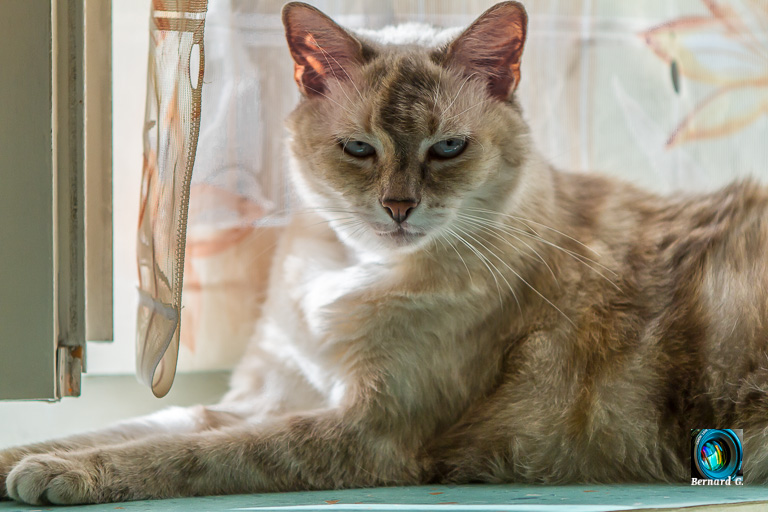 Mon chat, paix à son âme