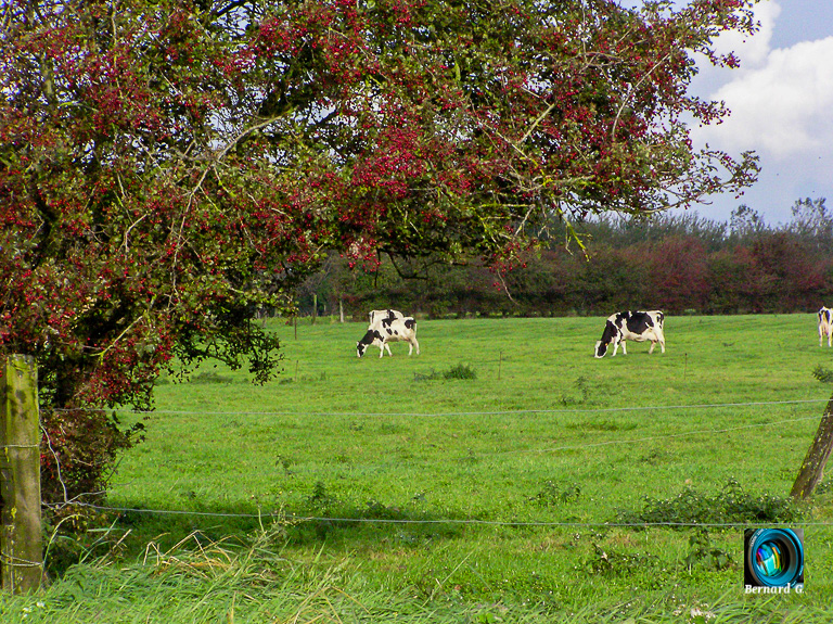 Paysage de printemps