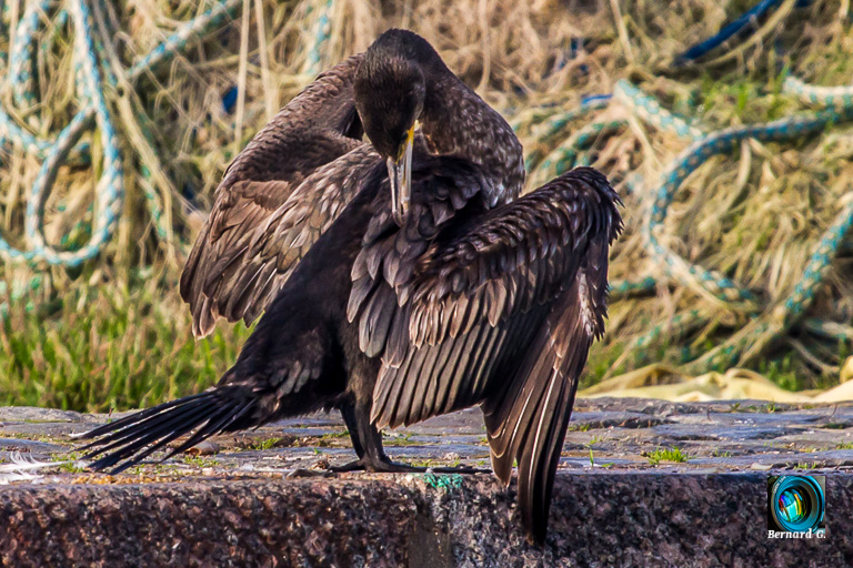 Cormoran faisant sa toilette