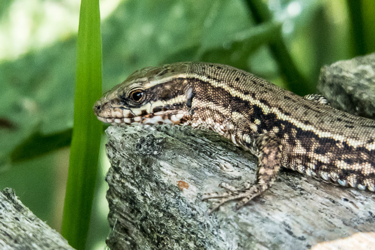 petit lézard