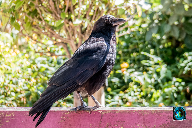 Maître corbeau