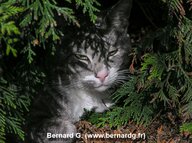 chat faisant la sieste