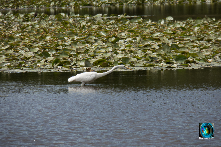 Grande Aigrette