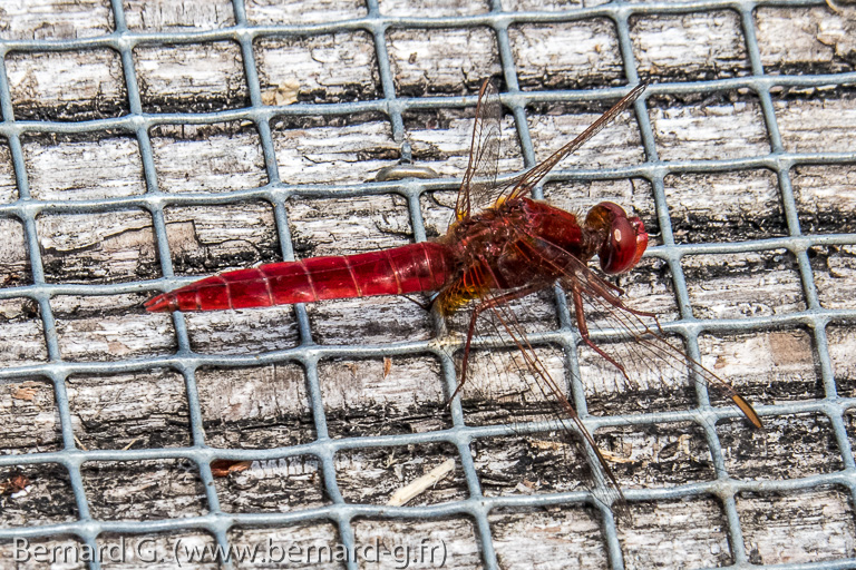 libellule rouge

