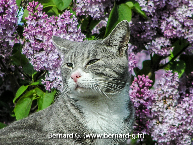 chat de jardin