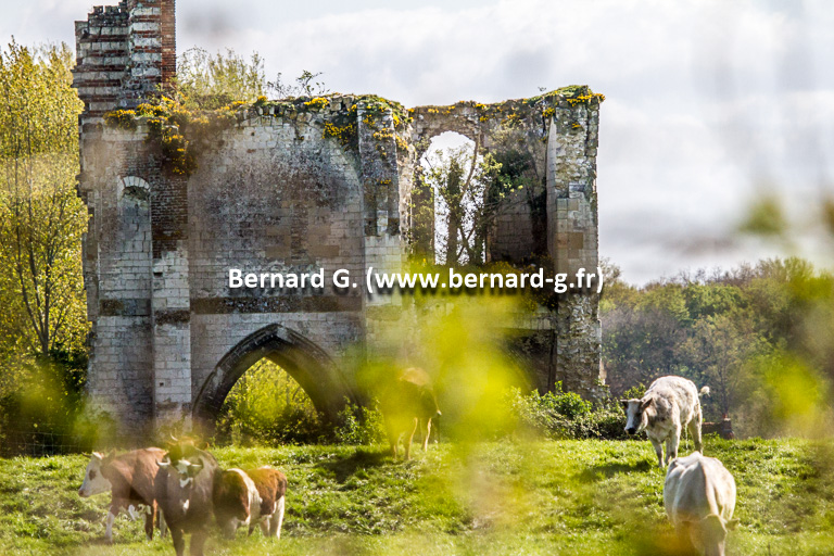 Ruine verte