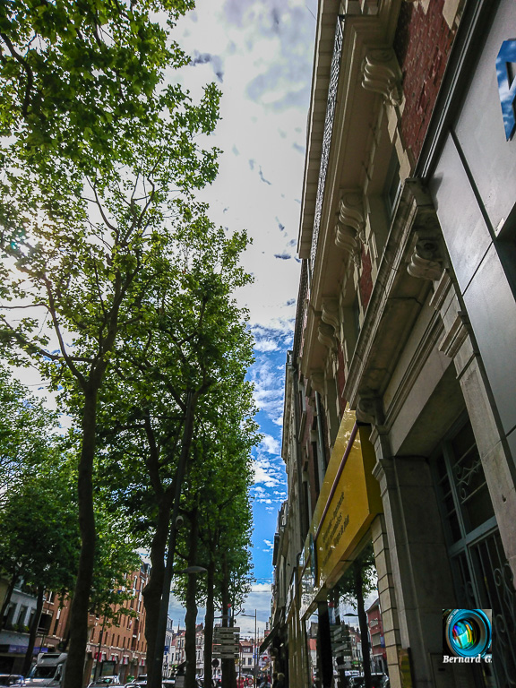 boulevard des grands arbres