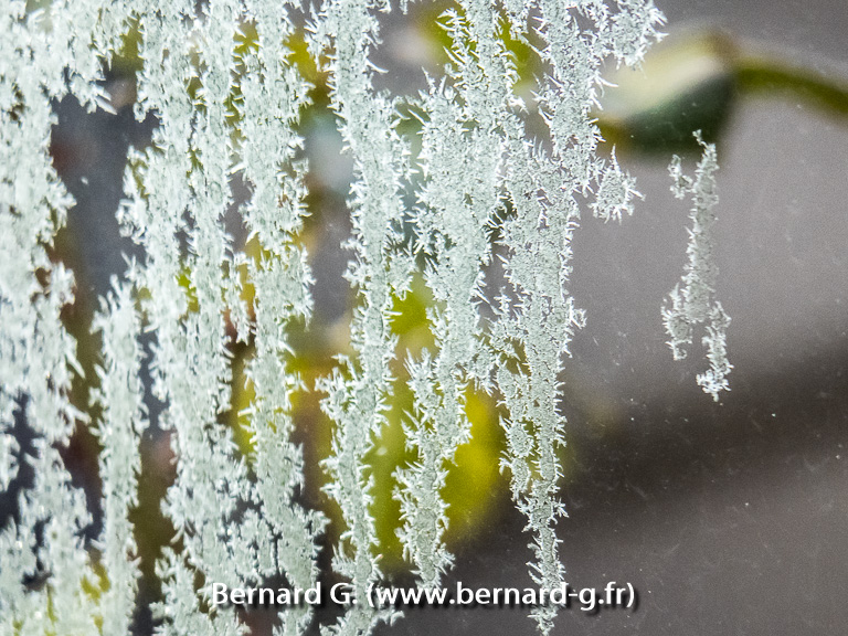 Gel hivernal ou dentelle de glace