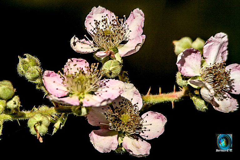 De jolies fleurs de printemps