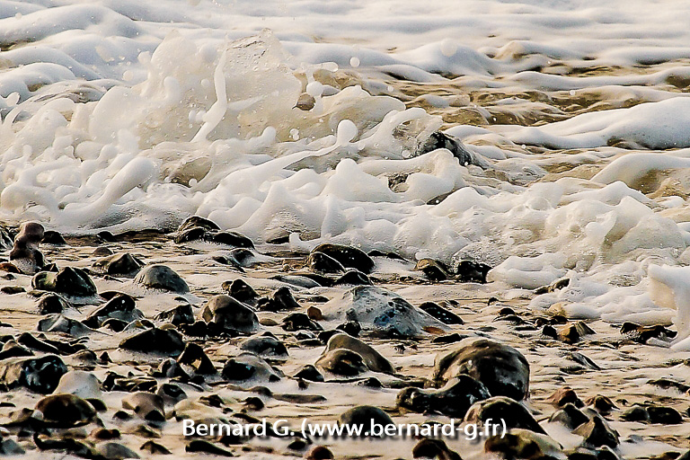 Vagues d'écume de mer