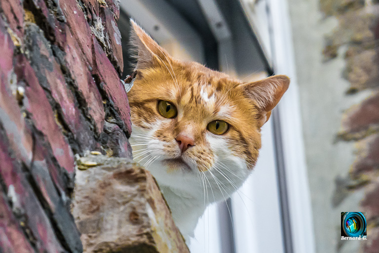 Monsieur Filou