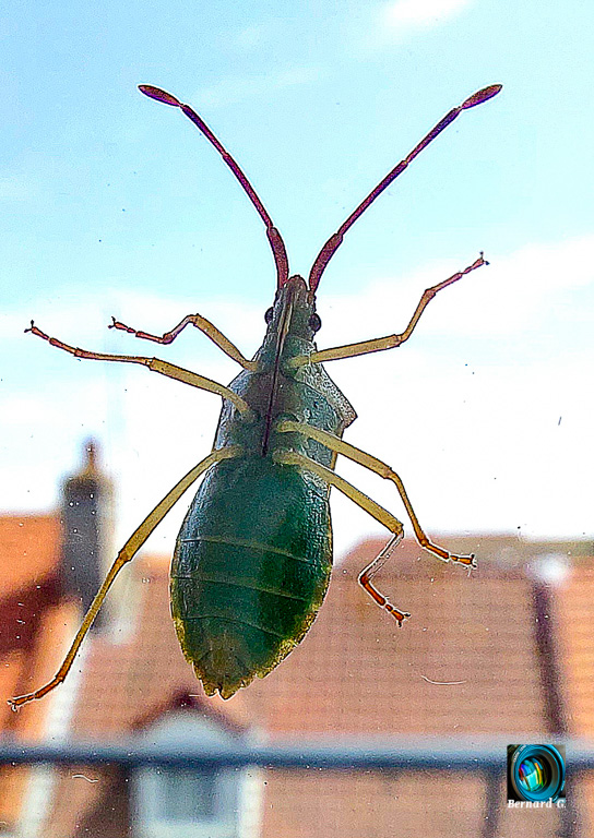 insecte posé sur une vitre