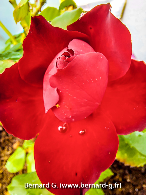 rose rouge: amour et passion
