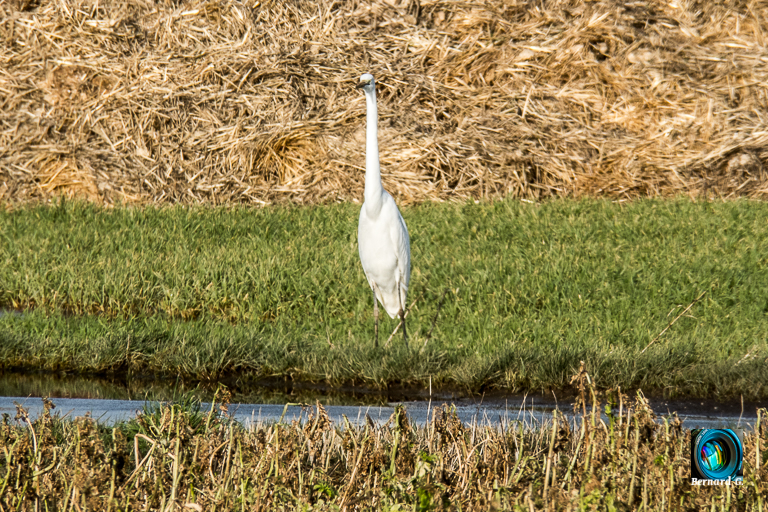 un héron blanc aux aguets