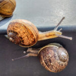 escargots-printaniers-130521