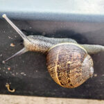 escargots-printaniers-130541