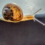 escargots-printaniers-130549