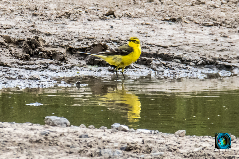 bruant jaune