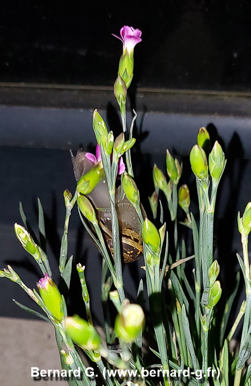 escargot-marathonien-225825