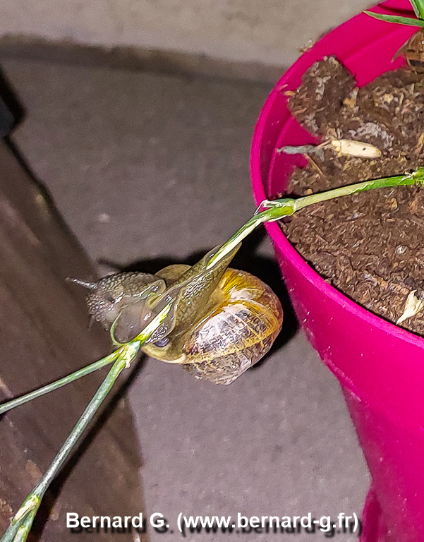 escargot-marathonien-225826