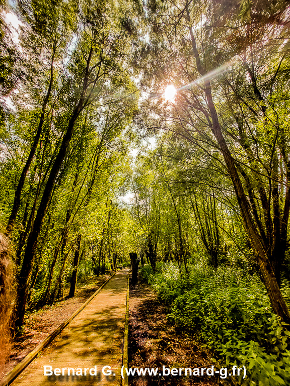 foret estivale